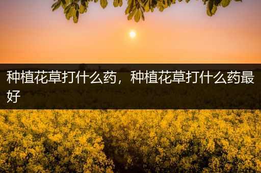 种植花草打什么药，种植花草打什么药最好