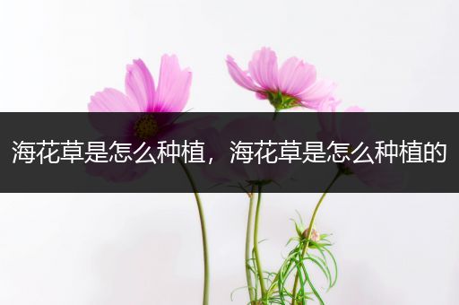 海花草是怎么种植，海花草是怎么种植的