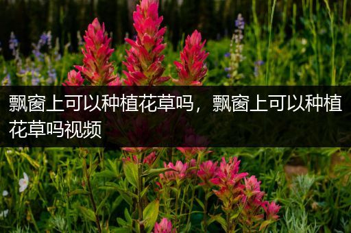 飘窗上可以种植花草吗，飘窗上可以种植花草吗视频