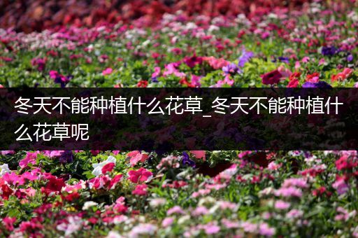 冬天不能种植什么花草_冬天不能种植什么花草呢