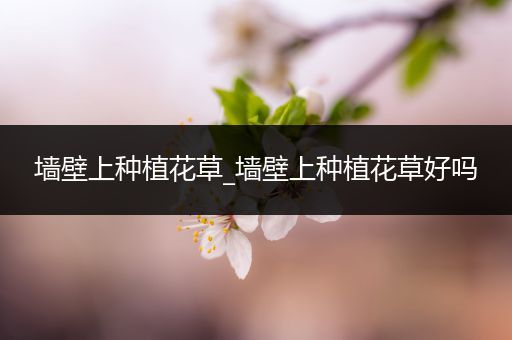墙壁上种植花草_墙壁上种植花草好吗