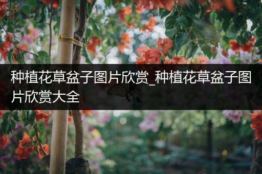 种植花草盆子图片欣赏_种植花草盆子图片欣赏大全