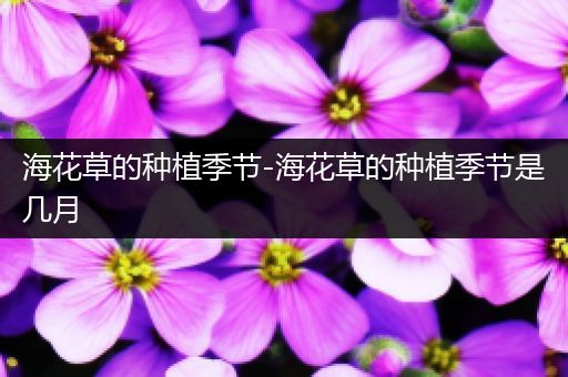 海花草的种植季节-海花草的种植季节是几月