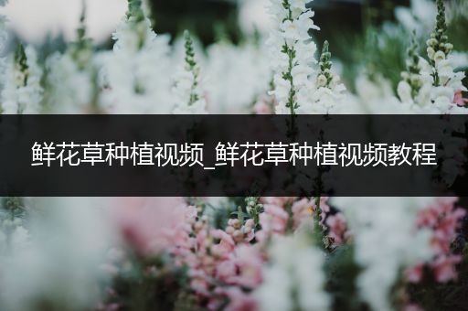 鲜花草种植视频_鲜花草种植视频教程