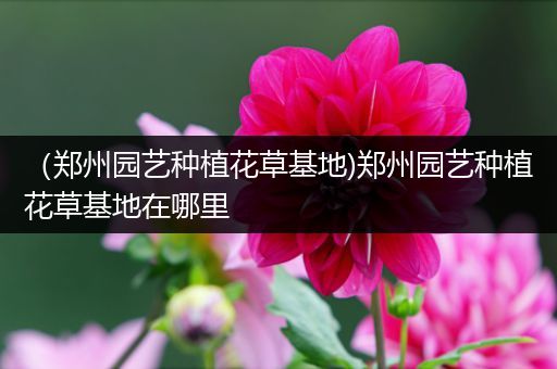 （郑州园艺种植花草基地)郑州园艺种植花草基地在哪里