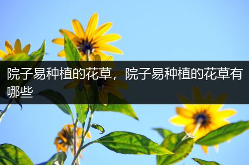 院子易种植的花草，院子易种植的花草有哪些