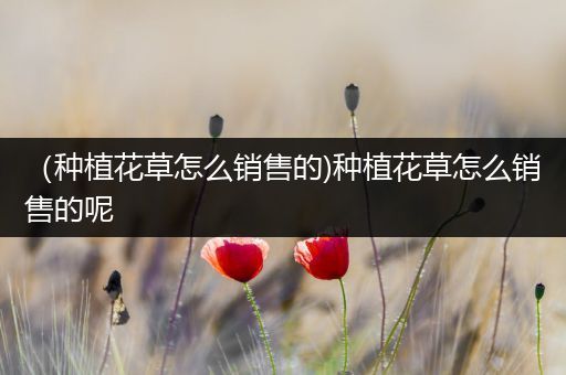 （种植花草怎么销售的)种植花草怎么销售的呢