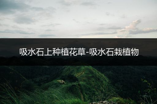 吸水石上种植花草-吸水石栽植物