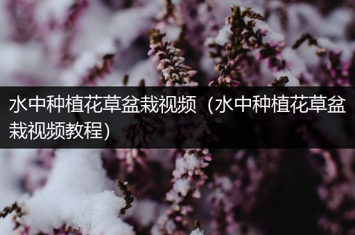 水中种植花草盆栽视频（水中种植花草盆栽视频教程）