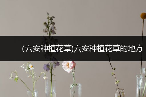 （六安种植花草)六安种植花草的地方