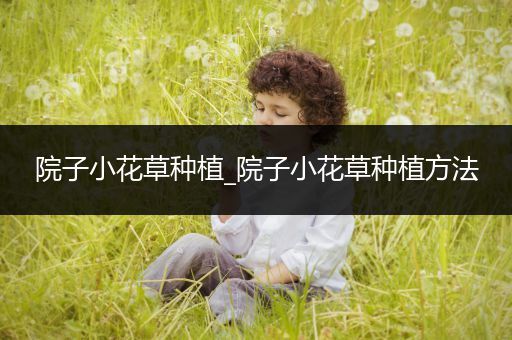 院子小花草种植_院子小花草种植方法