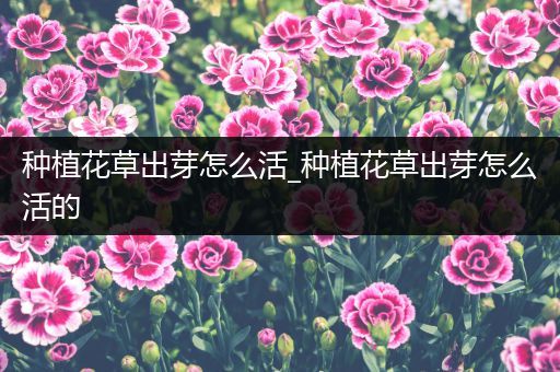 种植花草出芽怎么活_种植花草出芽怎么活的