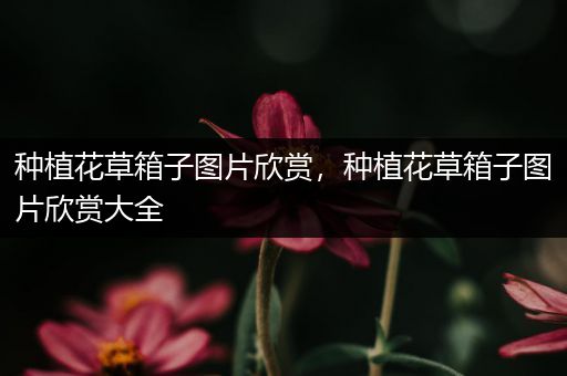 种植花草箱子图片欣赏，种植花草箱子图片欣赏大全