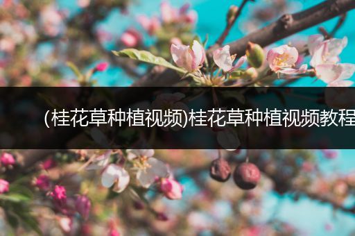 （桂花草种植视频)桂花草种植视频教程