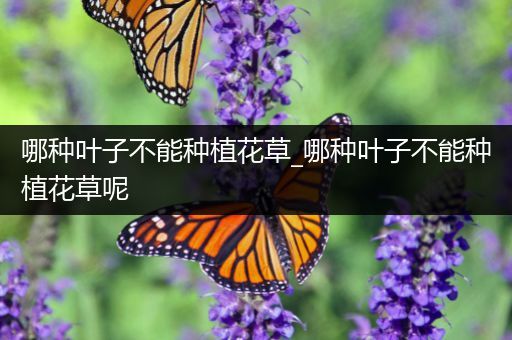 哪种叶子不能种植花草_哪种叶子不能种植花草呢
