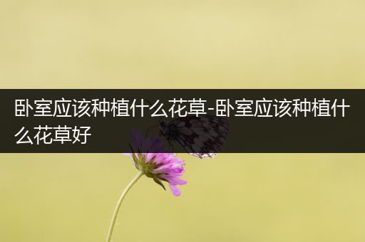 卧室应该种植什么花草-卧室应该种植什么花草好