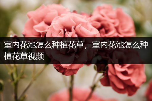 室内花池怎么种植花草，室内花池怎么种植花草视频