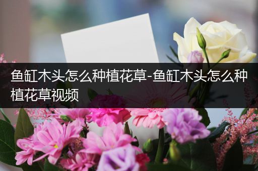 鱼缸木头怎么种植花草-鱼缸木头怎么种植花草视频