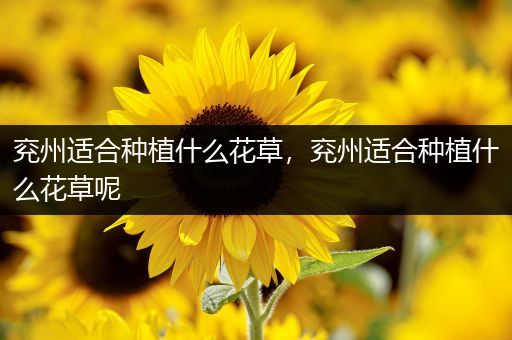 兖州适合种植什么花草，兖州适合种植什么花草呢