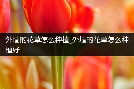 外墙的花草怎么种植_外墙的花草怎么种植好