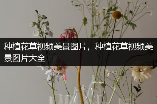 种植花草视频美景图片，种植花草视频美景图片大全