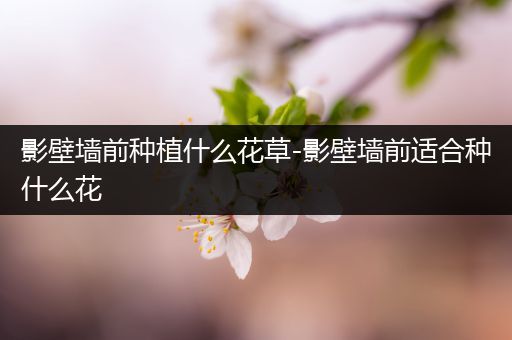 影壁墙前种植什么花草-影壁墙前适合种什么花