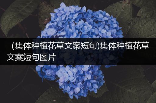 （集体种植花草文案短句)集体种植花草文案短句图片