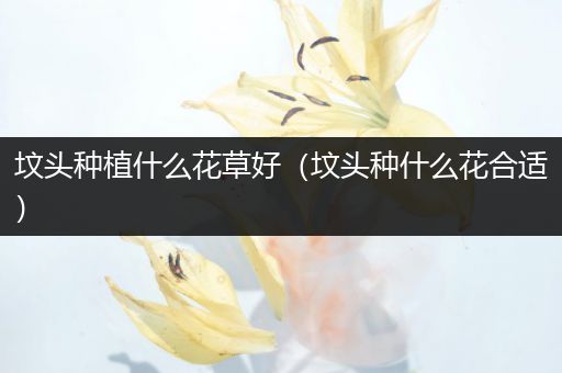 坟头种植什么花草好（坟头种什么花合适）