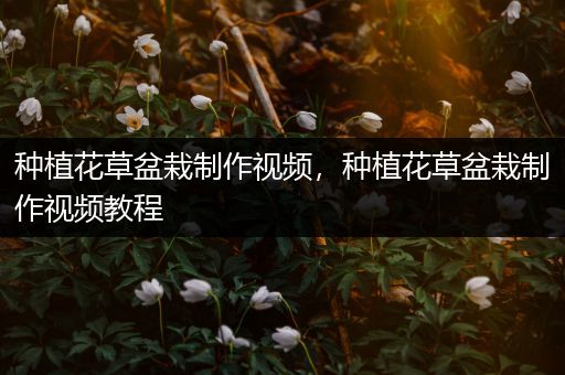 种植花草盆栽制作视频，种植花草盆栽制作视频教程