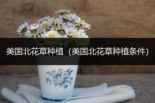 美国北花草种植（美国北花草种植条件）