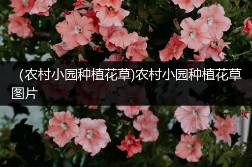 （农村小园种植花草)农村小园种植花草图片