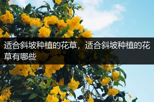 适合斜坡种植的花草，适合斜坡种植的花草有哪些