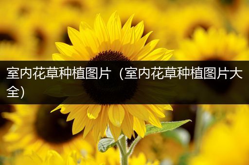 室内花草种植图片（室内花草种植图片大全）