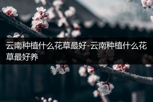 云南种植什么花草最好-云南种植什么花草最好养