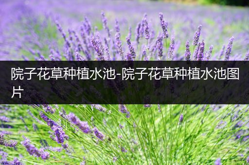 院子花草种植水池-院子花草种植水池图片