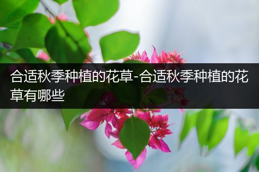 合适秋季种植的花草-合适秋季种植的花草有哪些