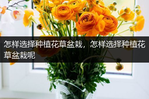 怎样选择种植花草盆栽，怎样选择种植花草盆栽呢