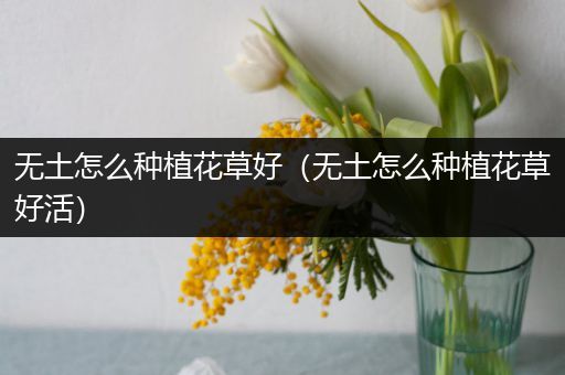 无土怎么种植花草好（无土怎么种植花草好活）