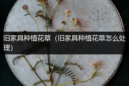 旧家具种植花草（旧家具种植花草怎么处理）