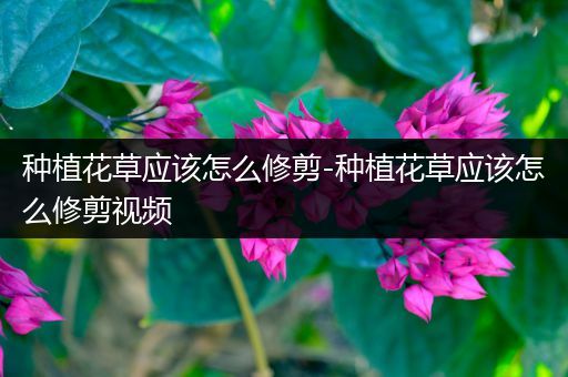 种植花草应该怎么修剪-种植花草应该怎么修剪视频