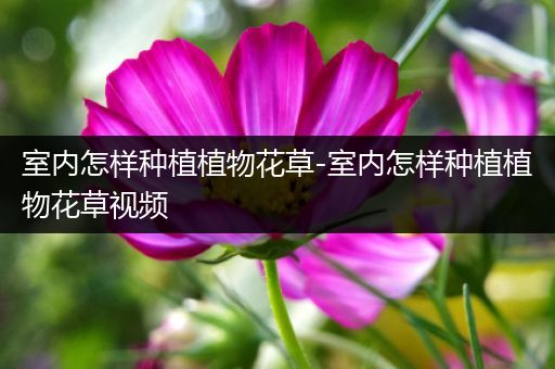 室内怎样种植植物花草-室内怎样种植植物花草视频