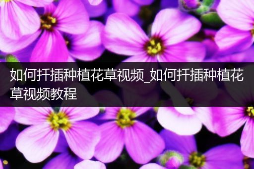 如何扦插种植花草视频_如何扦插种植花草视频教程