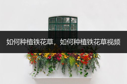 如何种植铁花草，如何种植铁花草视频