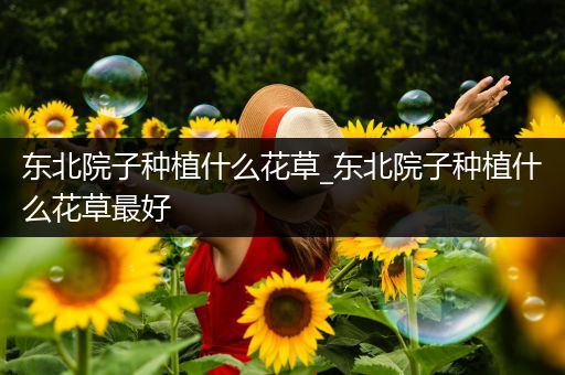 东北院子种植什么花草_东北院子种植什么花草最好