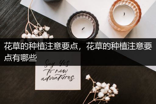 花草的种植注意要点，花草的种植注意要点有哪些