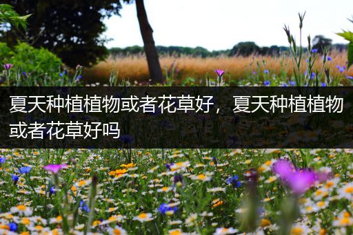 夏天种植植物或者花草好，夏天种植植物或者花草好吗