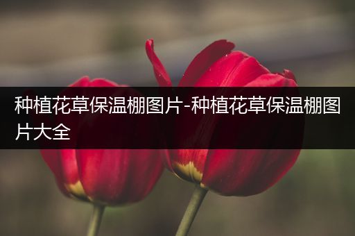 种植花草保温棚图片-种植花草保温棚图片大全