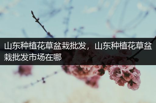 山东种植花草盆栽批发，山东种植花草盆栽批发市场在哪