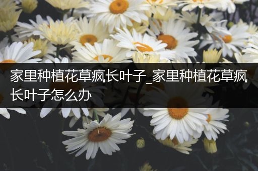 家里种植花草疯长叶子_家里种植花草疯长叶子怎么办