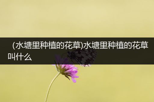 （水塘里种植的花草)水塘里种植的花草叫什么